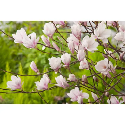 Magnolia Soulangea - Set van 3 - Roze bloemen - Tuin - Pot 9cm - Hoogte 25-40cm 6