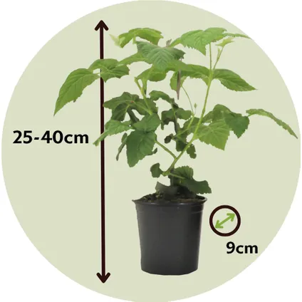 Rubus 'Tayberry' - Set van 3 - Tuinplant - Braamboos - Pot 9cm - Hoogte 25-40cm 2