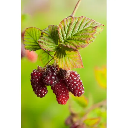 Rubus 'Tayberry' - Set van 3 - Tuinplant - Braamboos - Pot 9cm - Hoogte 25-40cm 3