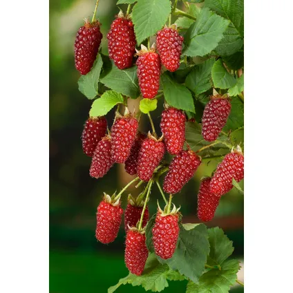 Rubus 'Tayberry' - Set van 3 - Tuinplant - Braamboos - Pot 9cm - Hoogte 25-40cm 4