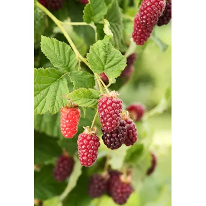 Rubus 'Tayberry' - Set van 3 - Tuinplant - Braamboos - Pot 9cm - Hoogte 25-40cm 5