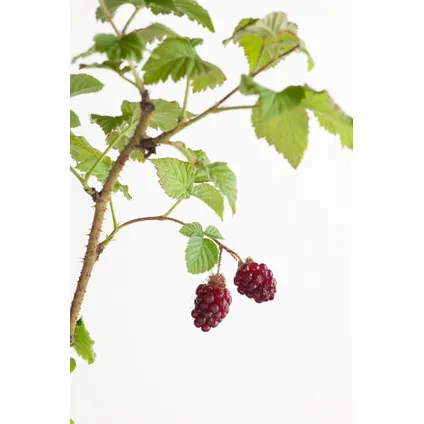 Rubus 'Tayberry' - Set van 3 - Tuinplant - Braamboos - Pot 9cm - Hoogte 25-40cm 6