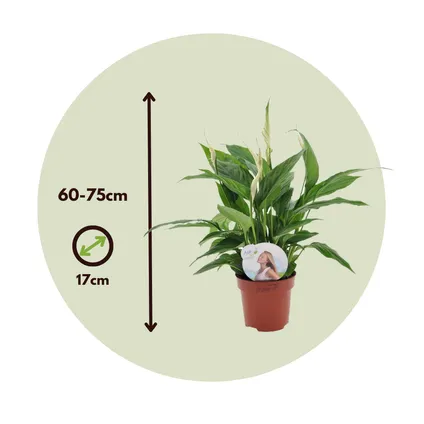 Spathiphyllum Lima - Set van 4 - Lepelplant - Pot 17cm - Hoogte 60-75cm 2