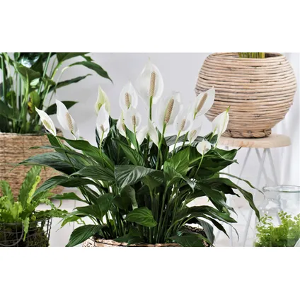 Spathiphyllum Lima - Set van 4 - Lepelplant - Pot 17cm - Hoogte 60-75cm 4