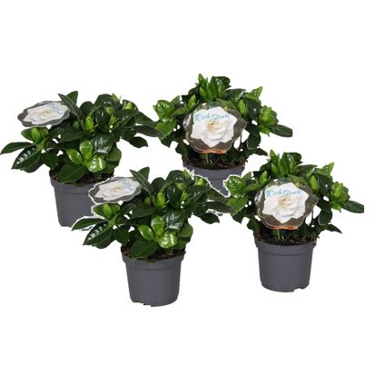 Gardenia Jasminoides - Set de 4 - Pot 13cm - Hauteur 20-30cm