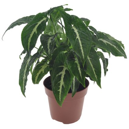 Syngonium Wendlandii - plante d'appartement - ⌀12cm - Hauteur 20-30cm