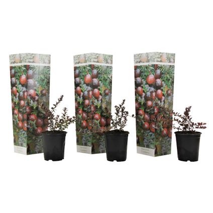 Veenbes - Set van 3 - Eetbaar - Cranberry - Pot 9cm - Hoogte 10-20cm