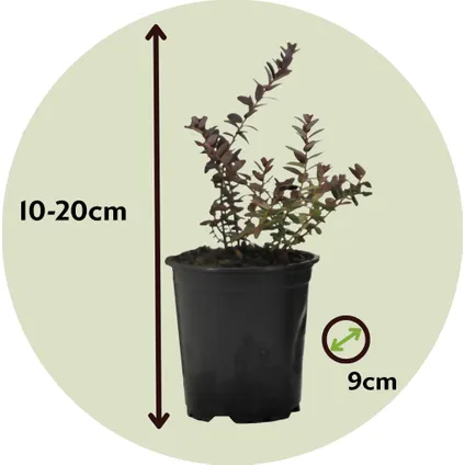 Veenbes - Set van 3 - Eetbaar - Cranberry - Pot 9cm - Hoogte 10-20cm 2