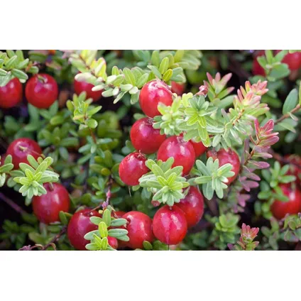 Veenbes - Set van 3 - Eetbaar - Cranberry - Pot 9cm - Hoogte 10-20cm 5