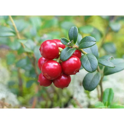 Veenbes - Set van 3 - Eetbaar - Cranberry - Pot 9cm - Hoogte 10-20cm 6