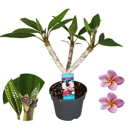 Plumeria Frangipani - Paars - Hawaii - Pot 17cm - Hoogte 55-70cm
