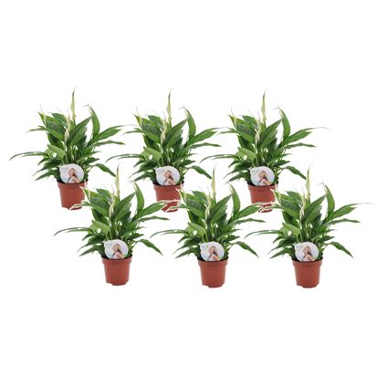 Spathiphyllum 'Lepelplant' - Set van 6 - Pot 12cm - Hoogte 30-40cm