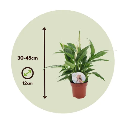 Spathiphyllum 'Lepelplant' - Set van 6 - Pot 12cm - Hoogte 30-40cm 2