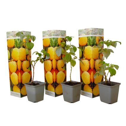 Framboosplanten - Set van 3 - Gele framboosplanten - Pot 9cm - Hoogte 25-40cm