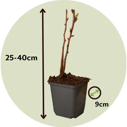 Framboosplanten - Set van 3 - Gele framboosplanten - Pot 9cm - Hoogte 25-40cm 2