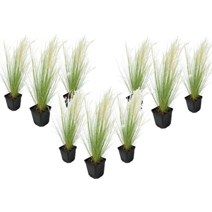Stipa tenuifolia 'Pony Tails' - Set van 9 - Siergras - Pot 9cm - Hoogte 20-30cm