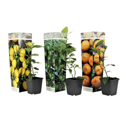 Citrus Mix - Set van 3 - Citrus fruitbomen - Pot 9cm - Hoogte 25-40cm