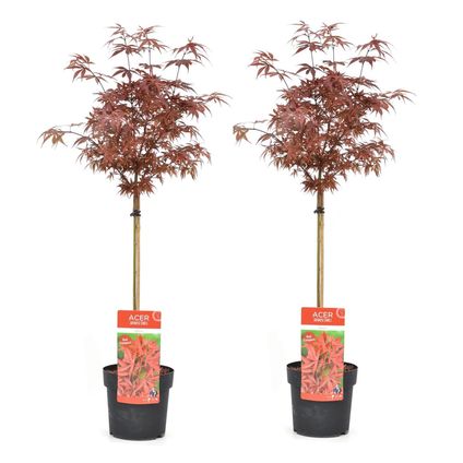 Acer palmatum 'Shaina' - Set van 2 - Esdoorn - Pot 19cm - Hoogte 80-90cm