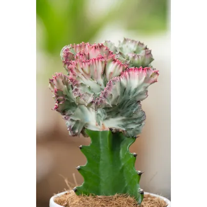 Euphorbia Lactea Cristata / Frankii - Mix van 2 - Pot 12cm - Hoogte 25-30cm 3