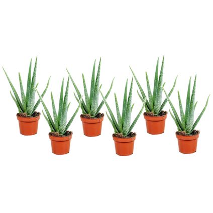 Aloë Vera - Set van 6 - Succulent - Pot 10,5cm - Hoogte 25-40cm
