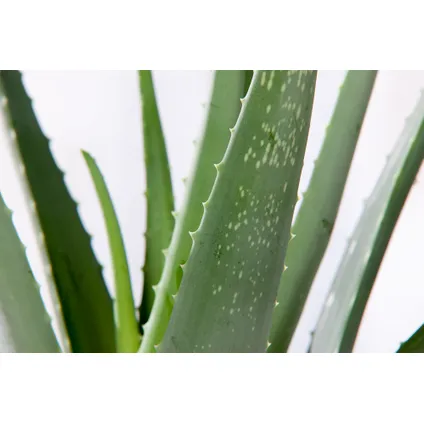 Aloe Vera - Set de 6 - Succulentes - ⌀10,5cm - Hauteur 25-40cm 3