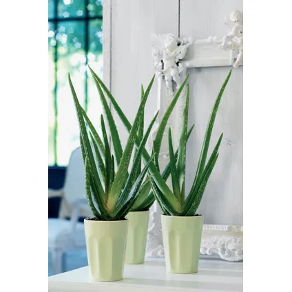 Aloe Vera - Set de 6 - Succulentes - ⌀10,5cm - Hauteur 25-40cm 4