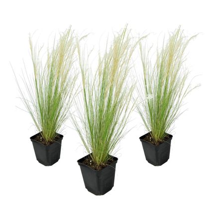Stipa tenuifolia 'Pony Tails' - Set de 3 - Herbe - Pot 9cm - Hauteur 20-30cm