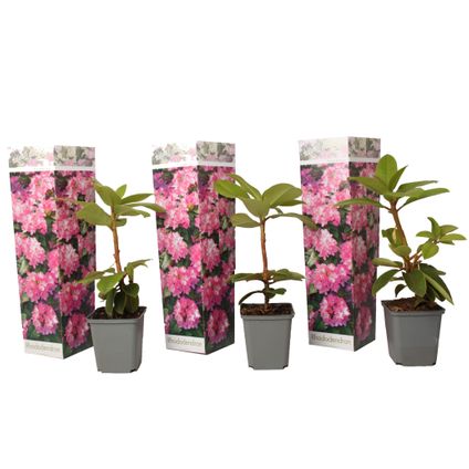Rhododendron - Mix van 3 - Paars,wit,roze - Tuin - Pot 9cm - Hoogte 25-40cm