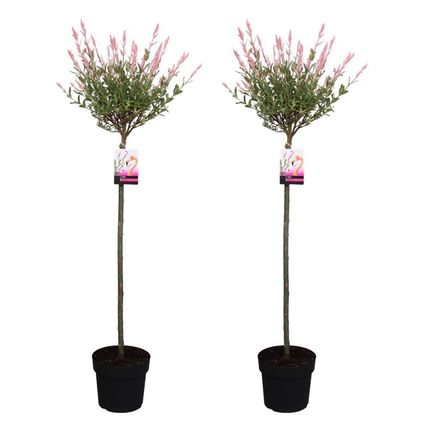 Salix Flamingo - Set van 2 - Bonte Wilg - Pot 19cm - Hoogte 90-110cm