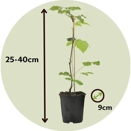 Plant de framboisier - Set de 3 - Framboisier - Pot 9cm - Hauteur 25-40cm 2