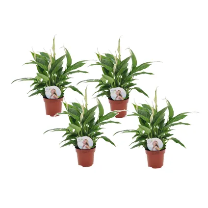 Spathiphyllum 'Lepelplant' - Set van 4 - Pot 12cm - Hoogte 30-40cm