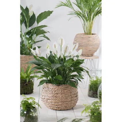 Spathiphyllum 'Lepelplant' - Set van 4 - Pot 12cm - Hoogte 30-40cm 4
