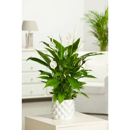 Spathiphyllum 'Lepelplant' - Set van 4 - Pot 12cm - Hoogte 30-40cm 6