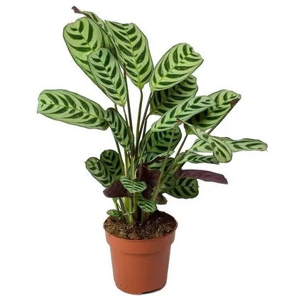 Ctenanthe 'gebedsplant' - Burle-marxii - Pot 12cm - Hoogte 25-40cm