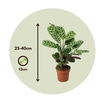 Ctenanthe 'gebedsplant' - Burle-marxii - Pot 12cm - Hoogte 25-40cm 2