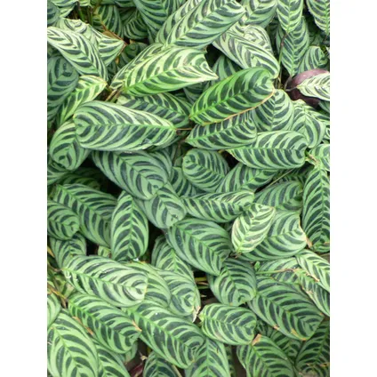 Ctenanthe 'gebedsplant' - Burle-marxii - Pot 12cm - Hoogte 25-40cm 3