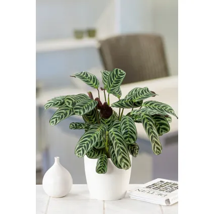 Ctenanthe 'gebedsplant' - Burle-marxii - Pot 12cm - Hoogte 25-40cm 4