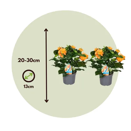 Crossandra Fortuna - Set van 4 - Oranje bloemen - Pot 13cm - Hoogte 20-30cm 2