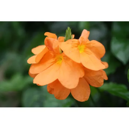 Crossandra Fortuna - Set van 4 - Oranje bloemen - Pot 13cm - Hoogte 20-30cm 3