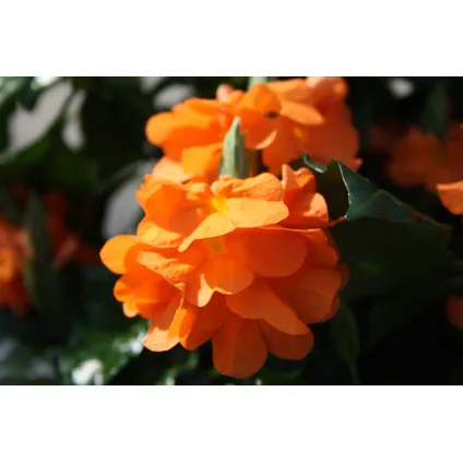 Crossandra Fortuna - Set van 4 - Oranje bloemen - Pot 13cm - Hoogte 20-30cm 4