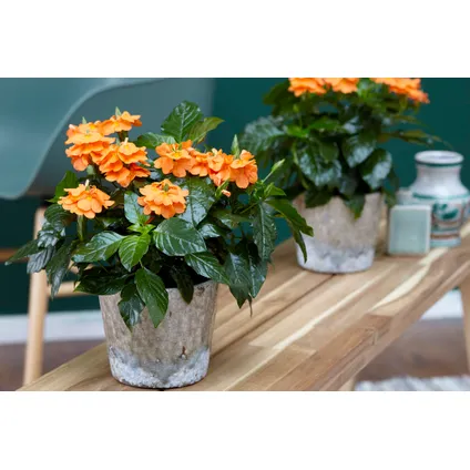 Crossandra Fortuna - Set van 4 - Oranje bloemen - Pot 13cm - Hoogte 20-30cm 5