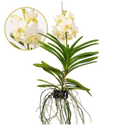 Vanda Tayanee White - Orchidée tropicale - Magnifique couleurs - Hauteur 45-55cm