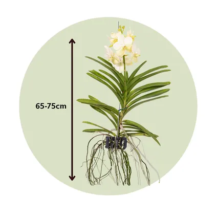 Vanda Tayanee White - Tropische Orchidee - Bloeiende Orchidee - Hoogte 45-55cm 2