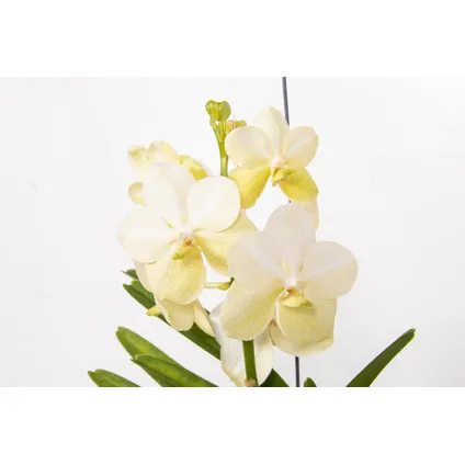 Vanda Tayanee White - Tropische Orchidee - Bloeiende Orchidee - Hoogte 45-55cm 4