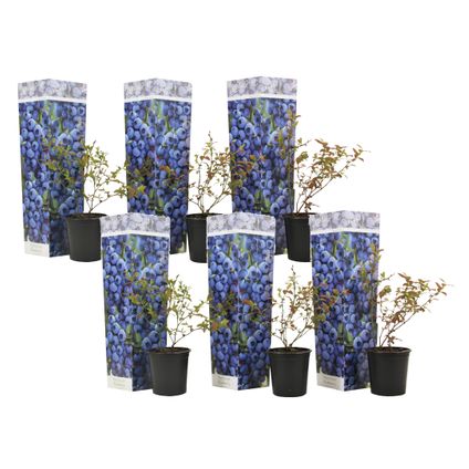 Blauwe bes 'Sunshine Blue' - Set van 6 - Bessenplant - Pot 9cm - Hoogte 25-40cm