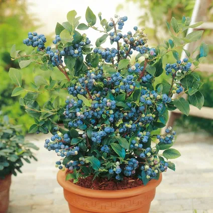 Blauwe bes 'Sunshine Blue' - Set van 6 - Bessenplant - Pot 9cm - Hoogte 25-40cm 4