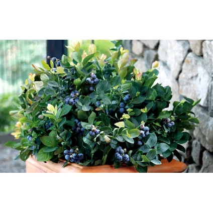 Blauwe bes 'Sunshine Blue' - Set van 6 - Bessenplant - Pot 9cm - Hoogte 25-40cm 5