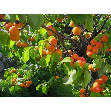 Fruitbomen - mix van 6 - appel, peer, abrikoos - ⌀9cm - hoogte 60-70cm 4