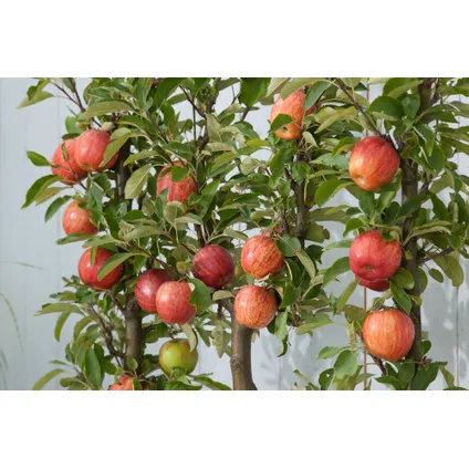 Fruitbomen - mix van 6 - appel, peer, abrikoos - ⌀9cm - hoogte 60-70cm 5