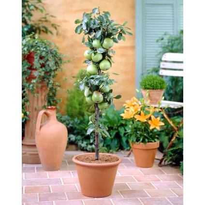 Fruitbomen - mix van 6 - appel, peer, abrikoos - ⌀9cm - hoogte 60-70cm 6